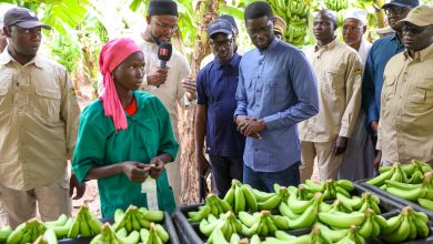 Tambacounda : plusieurs activités au menu du Président Diomaye
